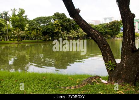 Eine Warane mit einem gefangenen Fisch im Lumphini Park in Bangkok, Thailand. Stockfoto