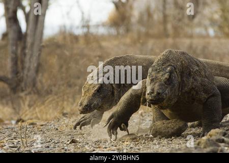 Ein Paar Komodo-Drachen läuft überraschend schnell nach einem Essen auf der Insel Komodo Stockfoto