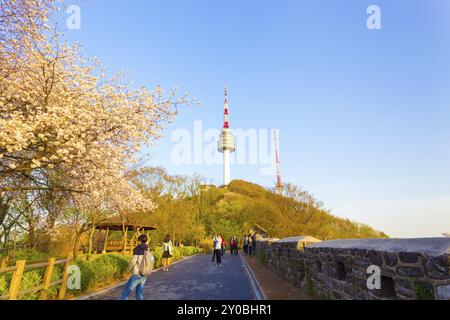 Seoul, Südkorea, 17. April 2015: Touristen klettern auf einem Bergwanderweg zum Namsan N Seoul Tower, gesäumt von einer alten Stadtmauer und wunderschönen kirschblos Stockfoto