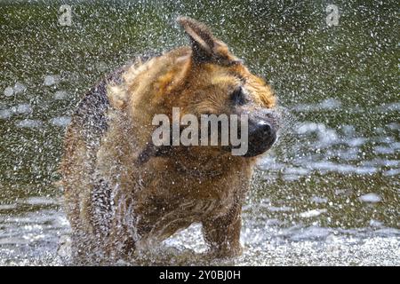 Ein deutscher Schäferhund schüttelt sein Fell aus, während er in einem Fluss steht Stockfoto