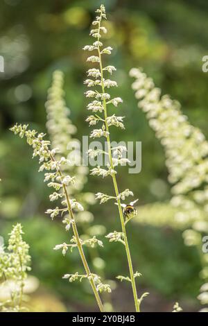 Eine Biene, die Nektar auf einer kleinen weißen Blume sammelt Stockfoto