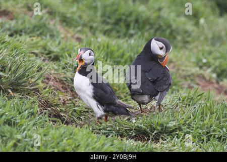 Puffin (Fratercula arctica), Paar vor der Höhle, Skomer Island, Wales, Großbritannien Stockfoto