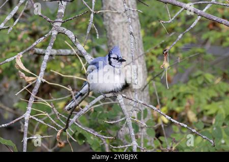 Der blaue jay auf dem Zweig-Baum Stockfoto