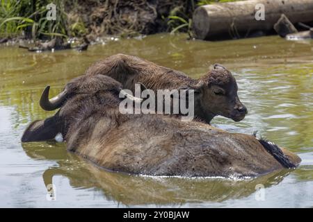 Der Wasserbüffel (Bubalus bubalis) mit Kalb, auch Wasserbüffel oder asiatischer Wasserbüffel genannt Stockfoto