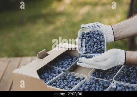 Männliche Hände halten einen Kunststoffbehälter mit großen Blaubeeren über einem Karton oder einer Kiste voller Blaubeeren. Berry-Versand, Lieferkonzept. Verkäufer sh Stockfoto