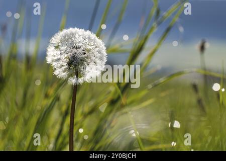 Dandelion mit Tautropfen auf einer grünen Wiese. Mit schönem Bokeh in toller Lichtstimmung Stockfoto
