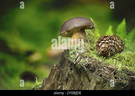 Wilder Imleria badia (Boletus badius) Pilz wächst auf Baumstümpfen in einem Wald, aus einem niedrigen Winkel. Bay Bolete Stockfoto