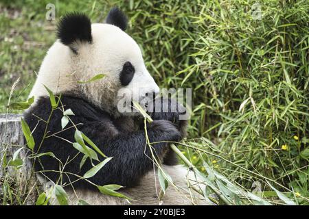 Großer Panda sitzt und isst Bambus. Gefährdete Arten. Schwarz-weißes Säugetier, das aussieht wie ein Teddybär. Tiefes Foto eines seltenen Bären Stockfoto