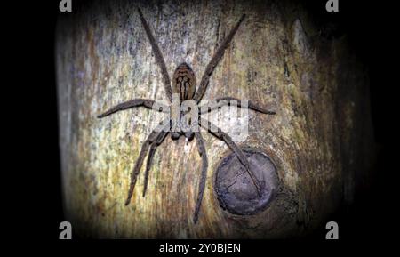 Getazi-Kammspinne oder Getazi-Bananenspinne (Cupiennius tazi), die nachts auf einem blauen Baumstamm sitzt, nachts im tropischen Regenwald, Refugio Naci Stockfoto