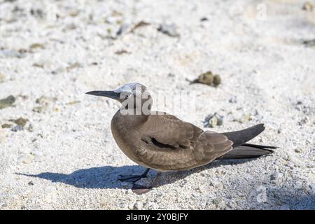 Brown Noddy (Anous stolidus), Tetiaroa, Atoll, Insel Marlon Brando, Französisch-Polynesien, Gesellschaftsinseln, Leeward-Inseln, Ozeanien Stockfoto