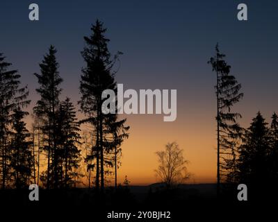 Ein Fichtenwald bei Sonnenuntergang in Oberfranken Stockfoto