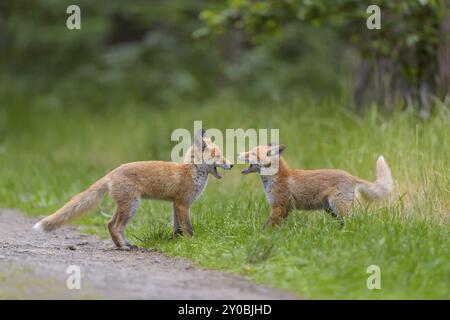 Rotfuchs (Vulpes vulpes), zwei junge Füchse, die gegeneinander spielen und kämpfen, Sommer, Hessen, Deutschland, Europa Stockfoto