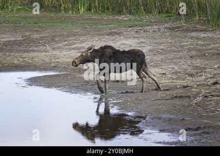 Ein weiblicher Elch befindet sich in einem kleinen, austrocknenden Teich im Turnbull Wildlife Refuge bei Cheney, Washington Stockfoto