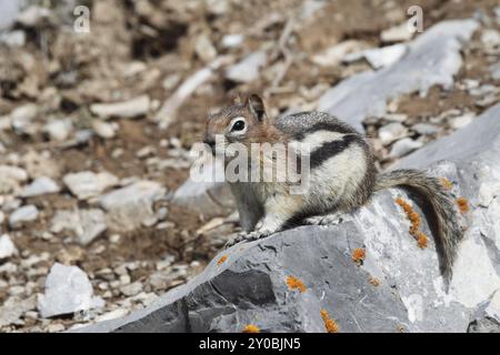 Goldener Gopher Stockfoto