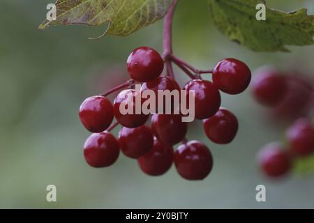 Früchte des gewöhnlichen Schneeballs Stockfoto