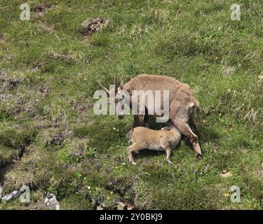 Seltene Wildtiere, die in den Alpen leben. Weiblicher Alpensteinbock, der ihr Baby füttert Stockfoto