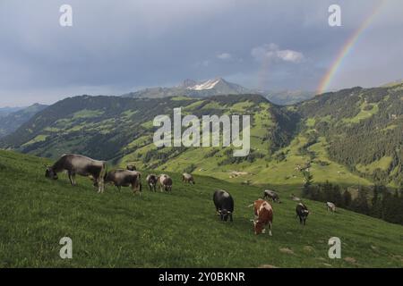 Grasende Kühe auf einer Alm in den Schweizer Alpen Stockfoto