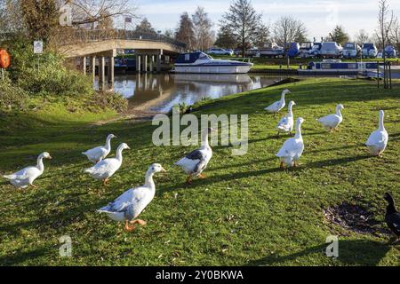 ELY, CAMBRIDGESHIRE, UK, 23. NOVEMBER: Gänse Walking the River Great Ouse at Ely am 23. November 2012 Stockfoto