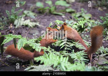 Zwei eurasischen Eichhörnchen (Sciurus vulgaris) Spielen Stockfoto