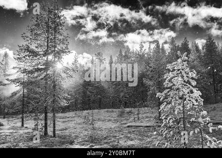 Schnee gegen das Licht, Gaellivare, Norrbotten, Lappland, Schweden, Oktober 2013, Europa Stockfoto