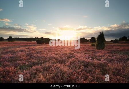 Sonnenuntergang über blühenden Heidewiesen Stockfoto