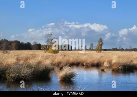 Gelbe Birken am Himmel im Herbst, Dwingelderveld, Niederlande Stockfoto