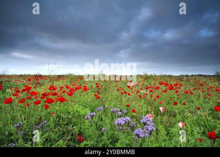 Feld mit vielen roten Mohnblumen bei stürmischem Wetter, Groningen, Niederlande Stockfoto