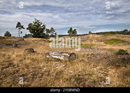 Trocken geschnittenes Holz auf Hügeln durch Wald, Drents-Friese Wold, Niederlande Stockfoto