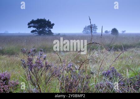 Spinnennetz in Wassertropfen auf blühender Heidekraut während des nebeligen morgens Stockfoto