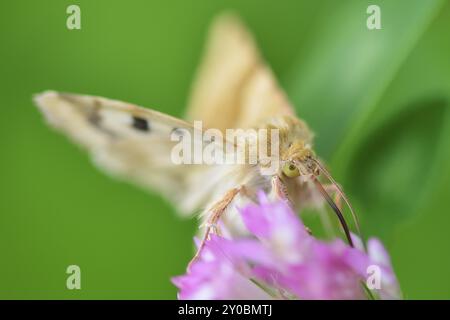 Marmorklee auf einer Blume, Sonneneule auf rotem Klee Stockfoto