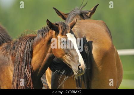 Eine Pferdeherde in einem Koppel. Eine Pferdeherde in einem Koppel Stockfoto