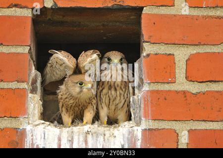 Junge, fast flüchtige Falken im Nest Stockfoto