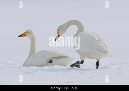 Singschwäne (Cygnus cygnus) in der Oberlausitz, Winter, Zugvogel, Whooper Schwan, Überwinterungsvogel, ruhender Vogel Stockfoto