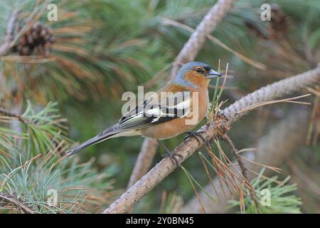 Gewöhnlicher Buchinch (Fringilla coelebs) an einem Baum/gewöhnlicher Buchinch, gewöhnlicher Buchinch (Fringilla coelebs) Stockfoto