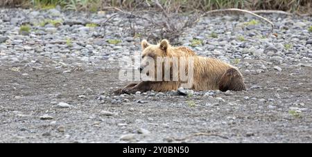 Grizzlybär am Ufer des Douglas River im Katmai National Park in Alaska Stockfoto