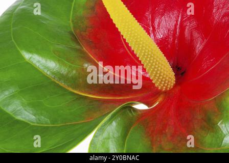 Flamingoblume, Anthurium Stockfoto