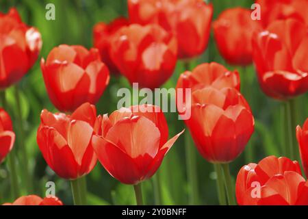 Schöne rote Tulpen, die im Sonnenlicht leuchten Stockfoto
