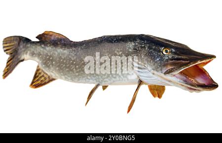 Fluss Hecht mit offene Kehle Stockfoto