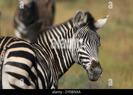 Zebra-Portrait Stockfoto