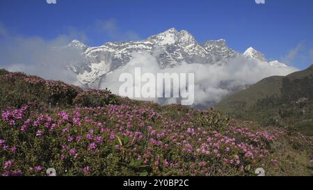 Wiese voll mit rosa Wildblumen. Schneebedeckter Berg. Szene im Namche Bazar, Everest National Park, Nepal, Asien Stockfoto