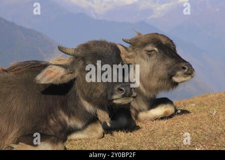 Schlafende Wasserbüffelbabys in Nepal Stockfoto