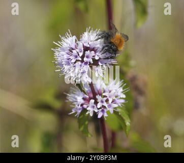 Hummel auf Minzblüte Stockfoto