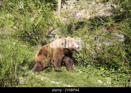 Ein Braunbär im Bärenpark in Bern Stockfoto