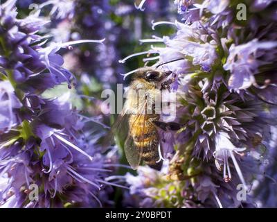 Blütenabdruck, Honigbiene (APIs), sitzend auf Anis Ysop (Agastache foeniculum) Stockfoto