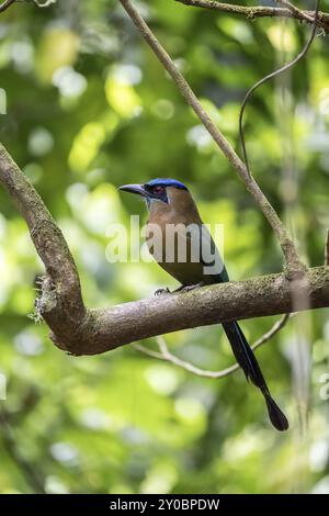 Blaukrone Motmotte (Momotus lessonii), farbenfroher Vogel auf einem Zweig, tropischer Regenwald, Corcovado Nationalpark, Osa, Provinz Puntarena, Cos Stockfoto
