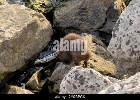 Amerikanischer Nerz (Neovison Vison) auf der Jagd auf dem Lake Michigan Stockfoto