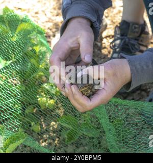 Die junge Amsel wird in einem grünen Netz auf einem Erdbeerfeld gefangen und in der Hand gehalten Stockfoto