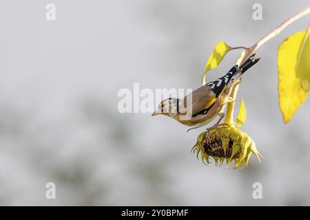 Goldfinch sitzt auf einer alten Sonnenblume mit Samen zwischen blühenden Sonnenblumen vor einem verschwommenen grünen Hintergrund Stockfoto