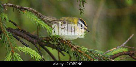 Goldcrest, Regulus Ignicapillus, Lude, Berggebiet, Lude, Steiermark, Slowenien, Europa Stockfoto