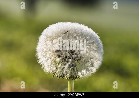 Dandelion mit Tautropfen auf einer grünen Wiese. Mit schönem Bokeh in toller Lichtstimmung Stockfoto